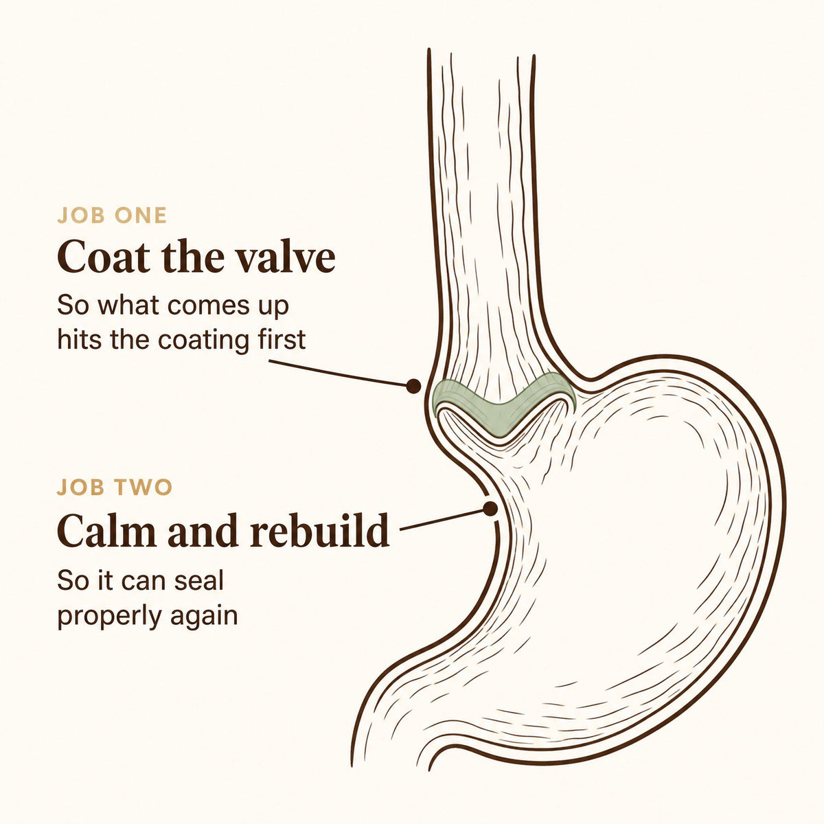 More Than Probiotics - Two jobs